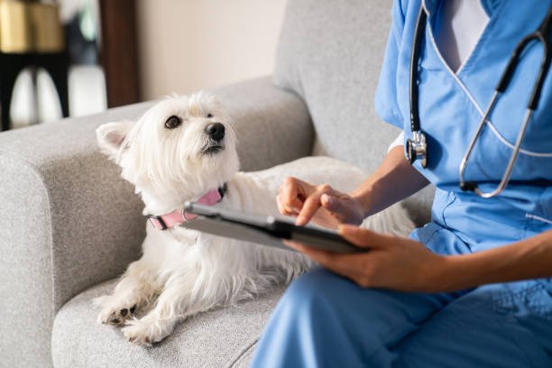 Why Home Veterinary Care in Dubai Is the Future of Pet Healthcare