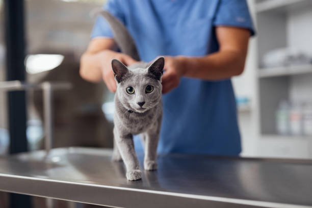 Visiting a Vet Clinic in Dubai: What to Expect (and How to Prepare Your Pet)
