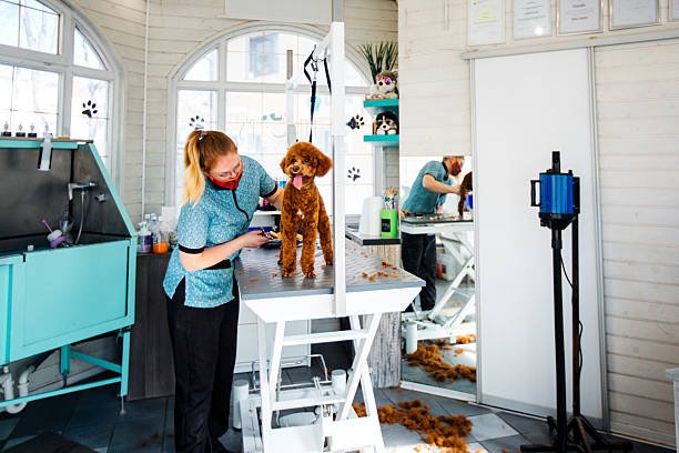 Why Regular Vet Checkups in Dubai Can Add Years to Your Pet’s Life