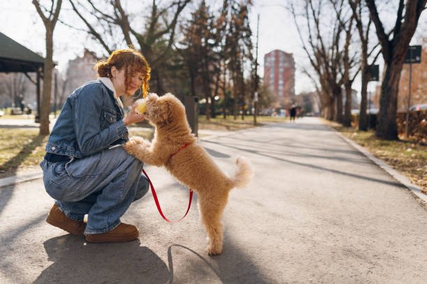 Pet Grooming in Dubai: Why It’s Essential for Your Pet’s Health